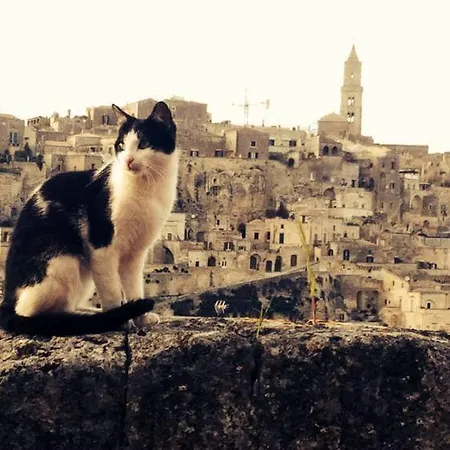 Amata Matera